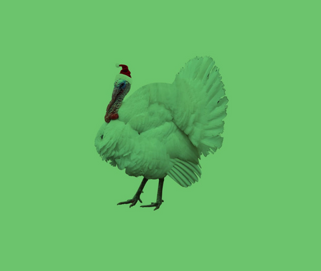A picture of a turkey wearing a Santa hat